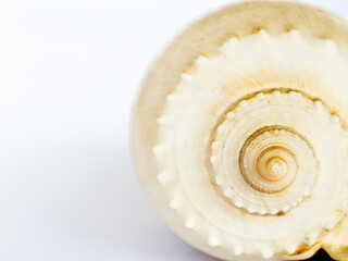 Beautiful seashell isolated on white background.