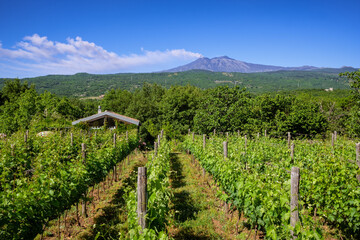 Sicilian vineyards with Etna volcano eruption at background in Sicily, Italy - 428719426