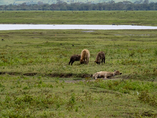 Ngorongoro Crater, Tanzania, Africa - March 1, 2020: Spotted hyenas playing on savannah