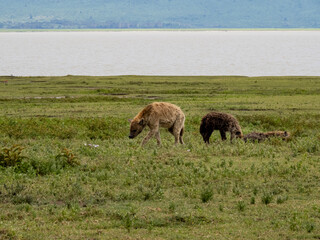 Ngorongoro Crater, Tanzania, Africa - March 1, 2020: Spotted hyenas playing on savannah