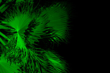 Palm tree on night on  dark background .