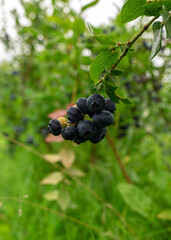 blueberry field, close-up view of juicy blueberry berries, harvest time, autumn