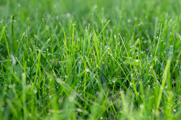 Fresh grass with dew drops