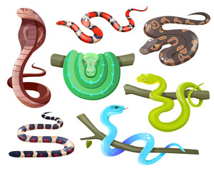 Fototapeta premium Snakes, wild tropical serpents isolated on white background. Cobra, california mountain kingsnake, green tree and ball python, trimeresurus salazar and insularis. Vector cartoon set of exotic reptiles