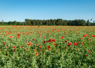 summer landscape with red poppy field, wallpaper, poppy flower background