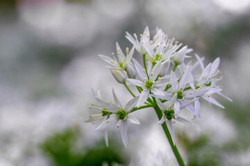 Bärlauch (Allium ursinum)