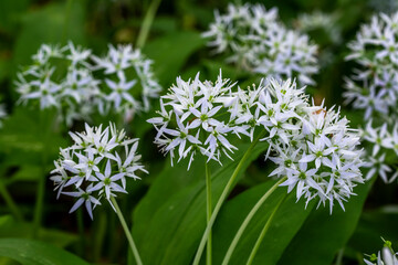 Bärlauch (Allium ursinum)