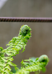 Fern leaf leaf background, young, green shoots of fern (Polypodiophyta), spring season. Close-up