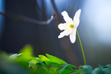 Frühlingsblume Buschwindröschen