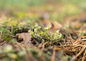 abstract bog moss, lichen and grass texture, bog vegetation, suitable for background