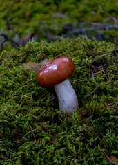 natural forest background, wild mushroom in the forest, traditional forest background with grass, moss, lichens and dry branches, autumn forest texture