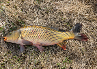 a caught carp on the grass, fishing as a hobby, early spring in nature