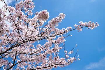 White sakura cherry blossoms branch in spring season in Japan, sun shine to sakura branches in soft white color, soft focus in front and blur background,sakura branch against blue sky background.