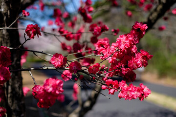 Close up beautiful red cherry blossom branch in sunsshine day,red sakura in spring time on alphalt road background at Hitachi seaside park in Hitachinaka,Ibaraki,Japan.