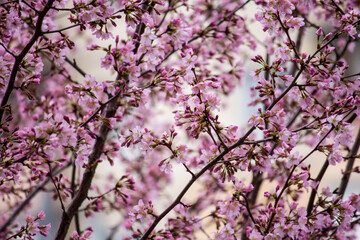 Obraz premium Texture of pink sakura branches