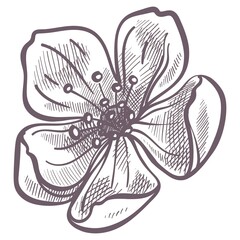 Flower in blossom, spring season flora in bloom