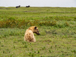 Ngorongoro Crater, Tanzania, Africa - March 1, 2020: Spotted hyenas playing on savannah