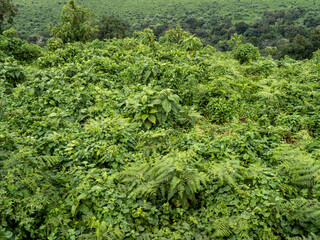 Ngorongoro Crater, Tanzania, Africa - March 1, 2020: Greenery and bushes along edge of crater