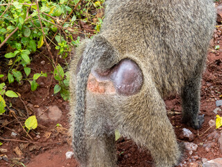 Obraz premium Lake Manyara, Tanzania, Africa - March 2, 2020: Baboons along side of road