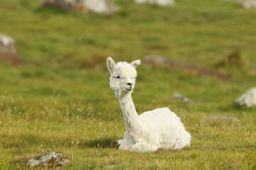 Alpaca, animals, shorn, Norway, funny animals, alone