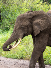 Lake Manyara, Tanzania, Africa - March 2, 2020: African elephants moving along the bush