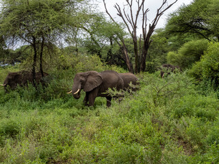 Naklejka premium Lake Manyara, Tanzania, Africa - March 2, 2020: African elephants moving along the bush