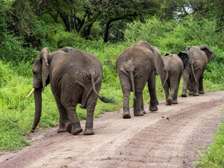 Lake Manyara, Tanzania, Africa - March 2, 2020: African elephants moving along the bush