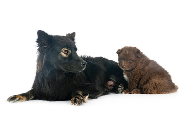 puppy and adult Finnish Lapphund