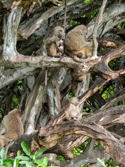 Lake Manyara, Tanzania, Africa - March 2, 2020: Baboons up in tree