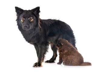 puppy and adult Finnish Lapphund