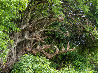 Lake Manyara, Tanzania, Africa - March 2, 2020: Baboons up in tree