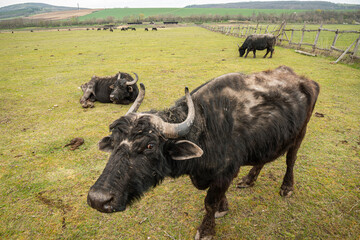 Bubalus bubalis water buffalo in Hungary