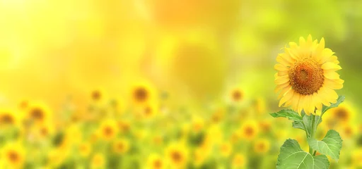 Poster Sunflowers on blurred sunny background © frenta