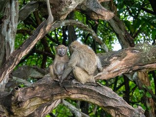 Lake Manyara, Tanzania, Africa - March 2, 2020: Baboons up in tree