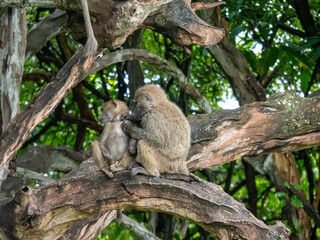 Lake Manyara, Tanzania, Africa - March 2, 2020: Baboons up in tree