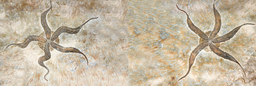 Horizontal banner with two petrified fossil starfish in stone