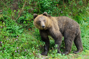 Plakat Wild Brown Bear (Ursus Arctos) in the forest.