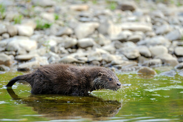 Eurasian river otter baby. Lutra lutra.