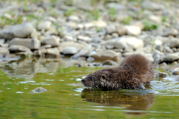 Eurasian river otter baby. Lutra lutra.