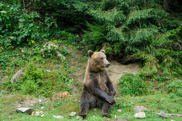 Wild  Brown Bear (Ursus Arctos) in the forest.