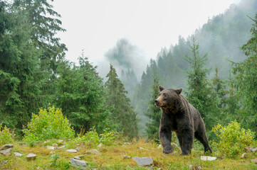 Wild  Brown Bear (Ursus Arctos) in the forest.