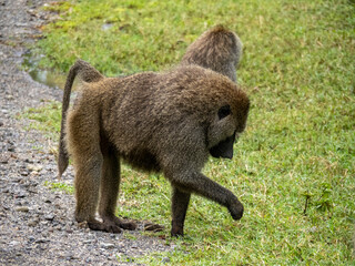 Lake Manyara, Tanzania, Africa - March 2, 2020: Baboons along side of road