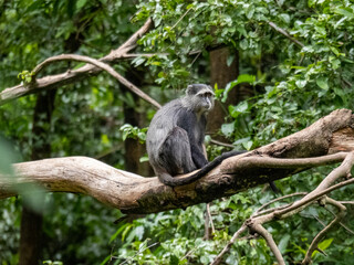 Lake Maynara, Tanzania, Africa - March 2, 2020: Blue Monkey sitting on Tree Branch