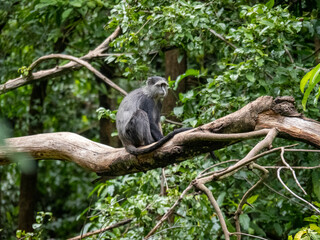 Lake Maynara, Tanzania, Africa - March 2, 2020: Blue Monkey sitting on Tree Branch