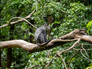 Lake Maynara, Tanzania, Africa - March 2, 2020: Blue Monkey sitting on Tree Branch