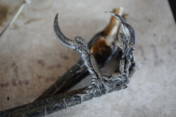 Close up of decomposing raven claw