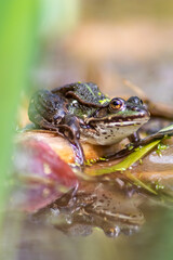Big green toad or green frog with water reflection warming up in sun as amphibian water animal in the wetlands with camouflage in biotope croaking in a lake or pond swimming as wild aquatic species
