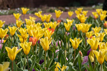 Obraz premium Colorful bright meadow with mothers day flowers in shiny sunlight and backlight with elegant and intense petals shows the bright side of spring season and the joy of gardeners and blooming flowers