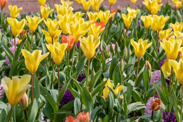 Obraz premium Colorful bright meadow with mothers day flowers in shiny sunlight and backlight with elegant and intense petals shows the bright side of spring season and the joy of gardeners and blooming flowers