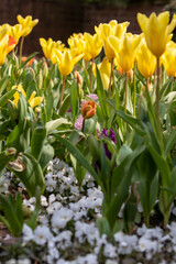 Obraz premium Colorful bright meadow with mothers day flowers in shiny sunlight and backlight with elegant and intense petals shows the bright side of spring season and the joy of gardeners and blooming flowers